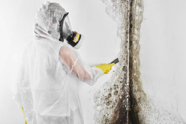 Best Mold Removal Specialists  in USA